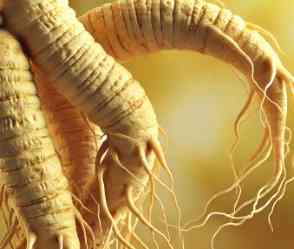 Propiedades del Ginseng panax 