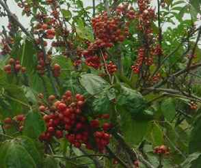 Guaraná para perder peso 