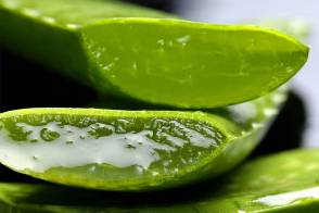 Contraindicaciones del Aloe Vera