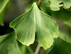 Propiedades del Ginkgo Biloba