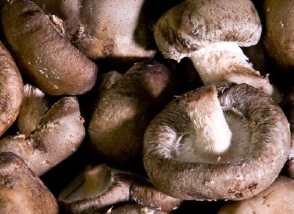 Propiedades medicinales del Shiitake 