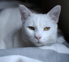 Ronroneo del gato mejora la salud