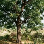 Arbol de Neem: beneficios, propiedades medicinales y contraindicaciones Arbol de Neem