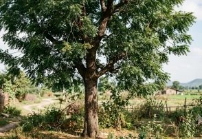 Arbol de Neem