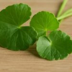 Centella asiatica propiedades