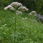Valeriana efectos secundarios