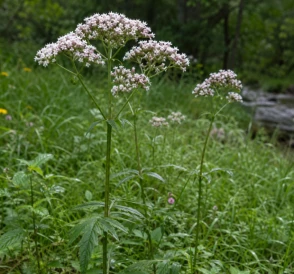 Valeriana efectos secundarios