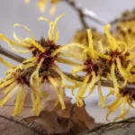Efectos secundarios del hamamelis