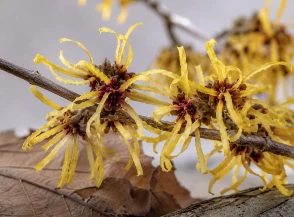 Efectos secundarios del hamamelis