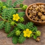 Tribulus terrestris