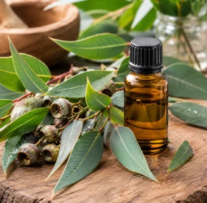 Aceite de eucalipto: beneficios, usos y contraindicaciones