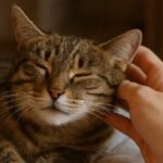 Ronroneo del gato mejora la salud