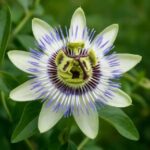 Efectos secundarios de la pasiflora: riesgos y precauciones efectos secundarios pasiflora