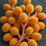 Candida auris, el hongo resistente Candida auris