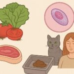 Que es la toxoplasmosis y cómo se contagia Toxoplasmosis
