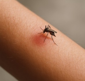 Chikungunya: Causas, síntomas y tratamiento