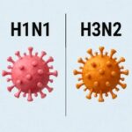 Qué gripe es peor H1N1 o H3N2 explicación médica Qué gripe es peor H1N1 o H3N2