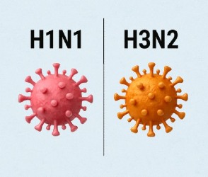 Qué gripe es peor H1N1 o H3N2