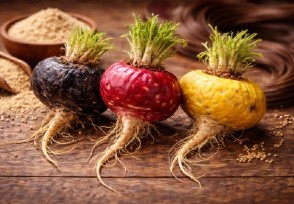 Maca estudios cientificos