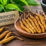 Cordyceps Sinensis - Hongo medicinal Cordyceps Sinensis - Hongo medicinal