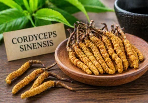 Cordyceps Sinensis - Hongo medicinal