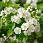 Espino blanco para el corazón: beneficios y riesgos Espino blanco para el corazon