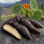 Mashua o cubio: propiedades, beneficios y riesgos Mashua negra beneficios